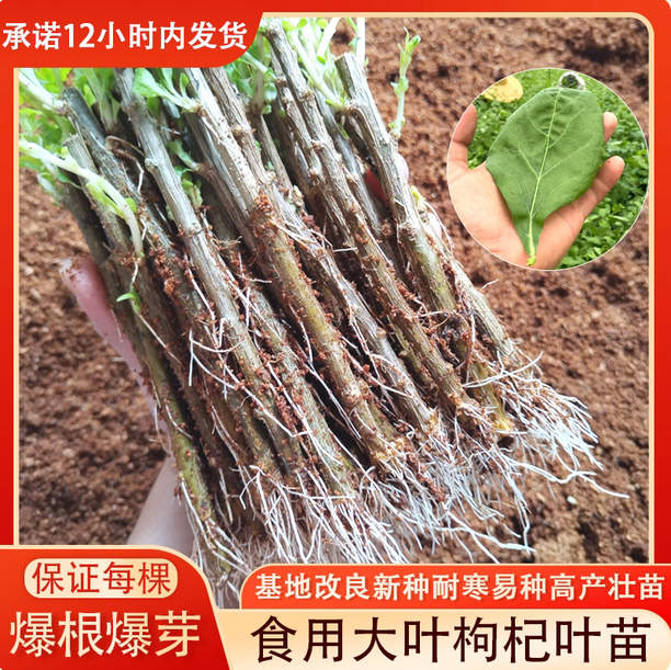 食用大叶枸杞叶苗